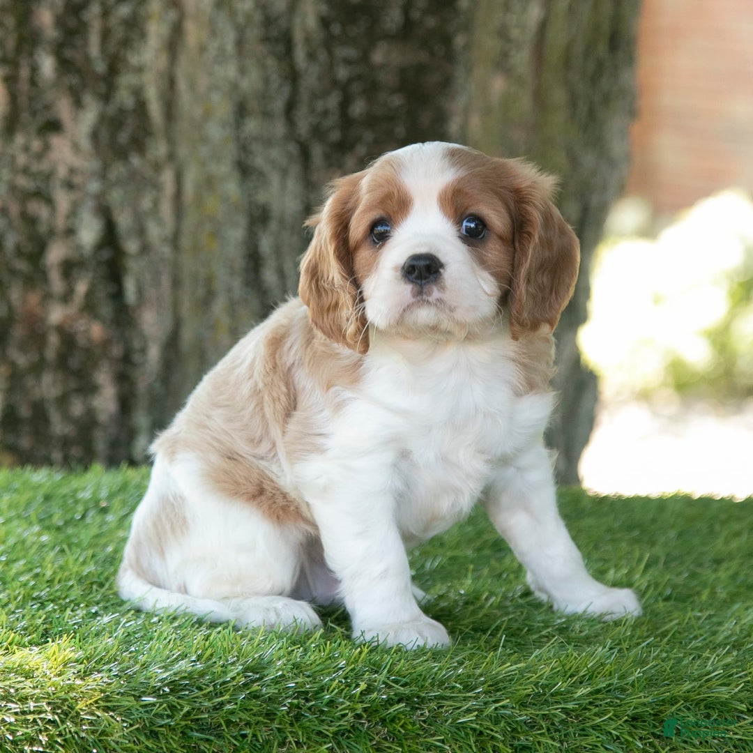 Cavalier King Charles Spaniel dogs for sale: Scout - Image 4