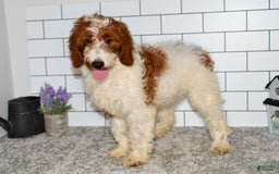 Mini Goldendoodle dogs for sale: Hunter - Image 5