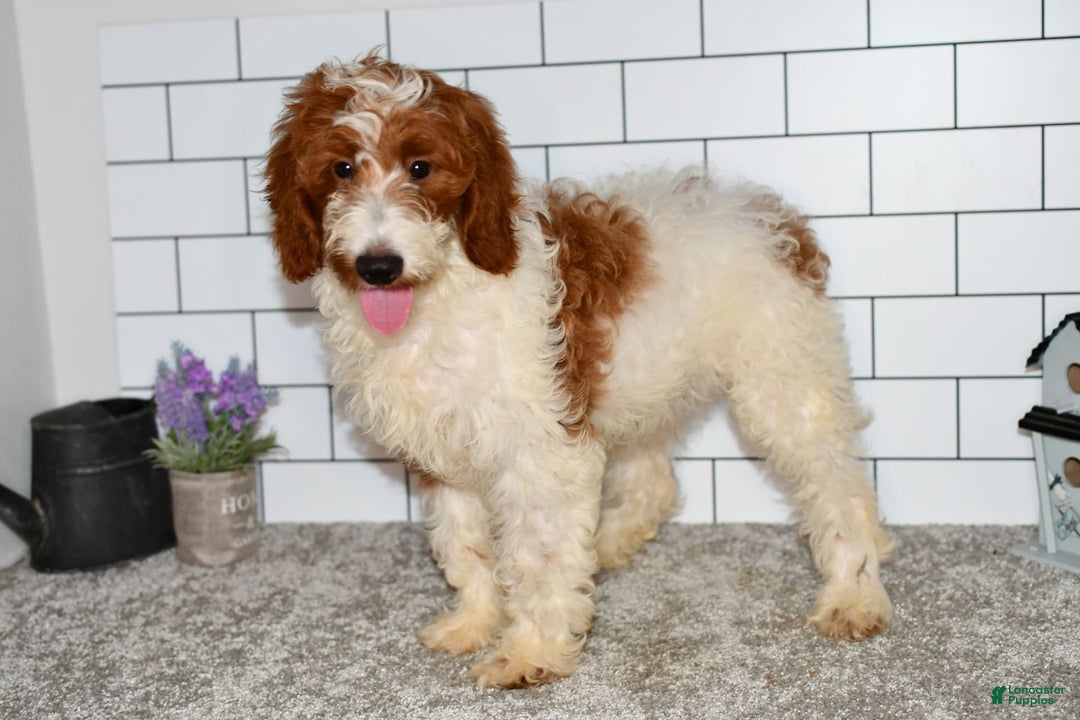 Mini Goldendoodle dogs for sale: Hunter - Image 5