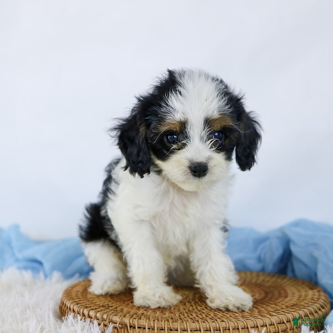 Cavapoo dogs for sale: Bryson - Image 1