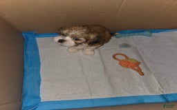 Shih Tzu dogs for sale: Sleepy Brown - Image 1