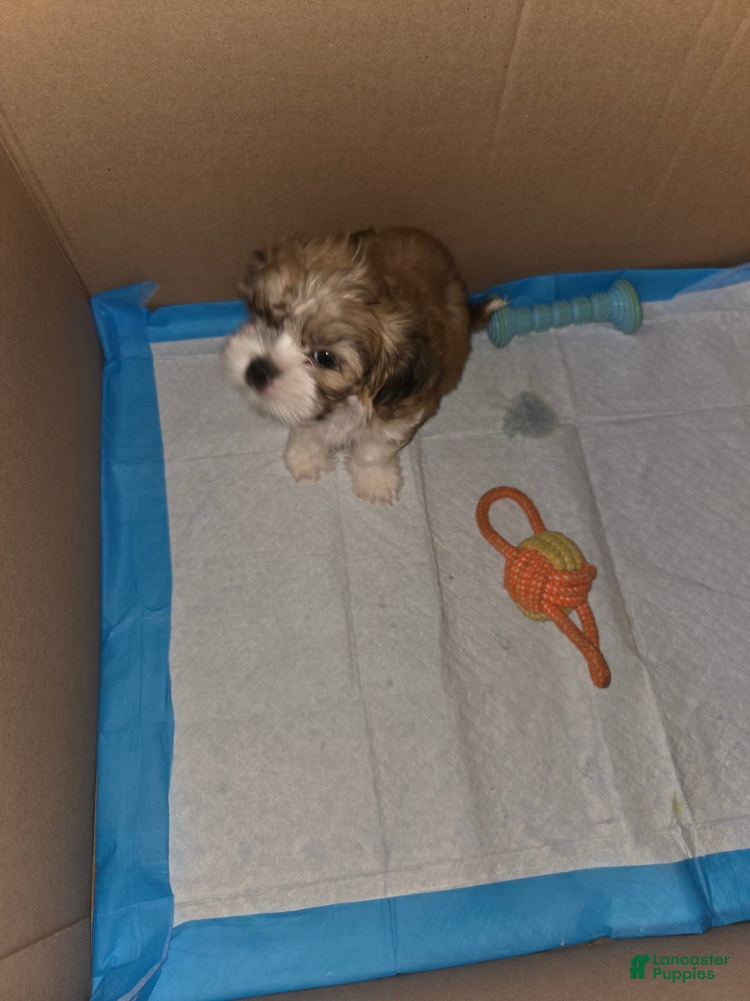 Shih Tzu dogs for sale: Sleepy Brown - Image 1