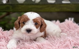 Cavapoo dogs for sale: Brady - Image 12