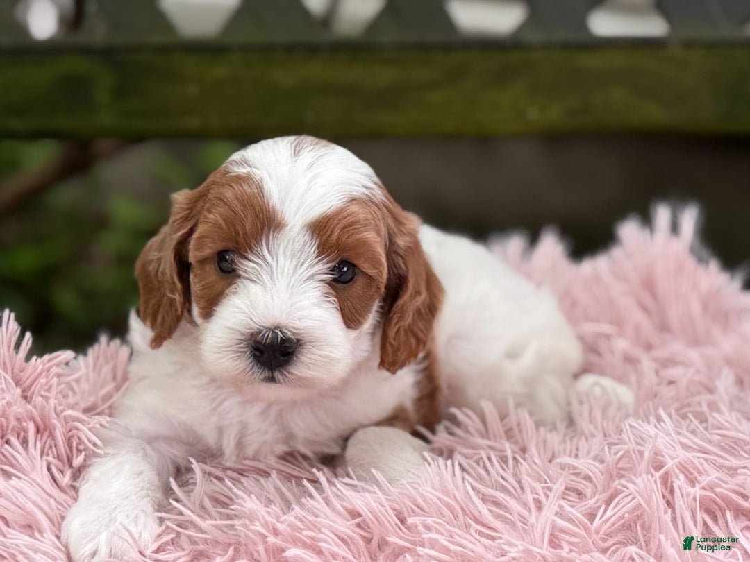 Cavapoo dogs for sale: Brady - Image 12