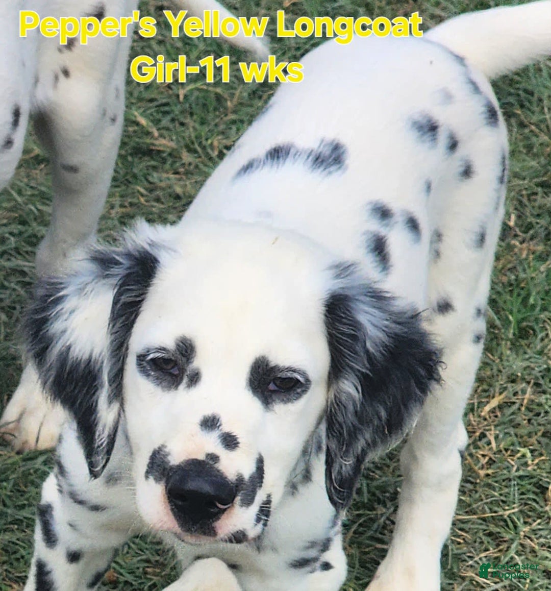 Dalmatian dogs for sale: Peppers Yellow Girl - Image 5