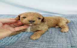 Toy Poodle dogs for sale: Kubby - Image 3