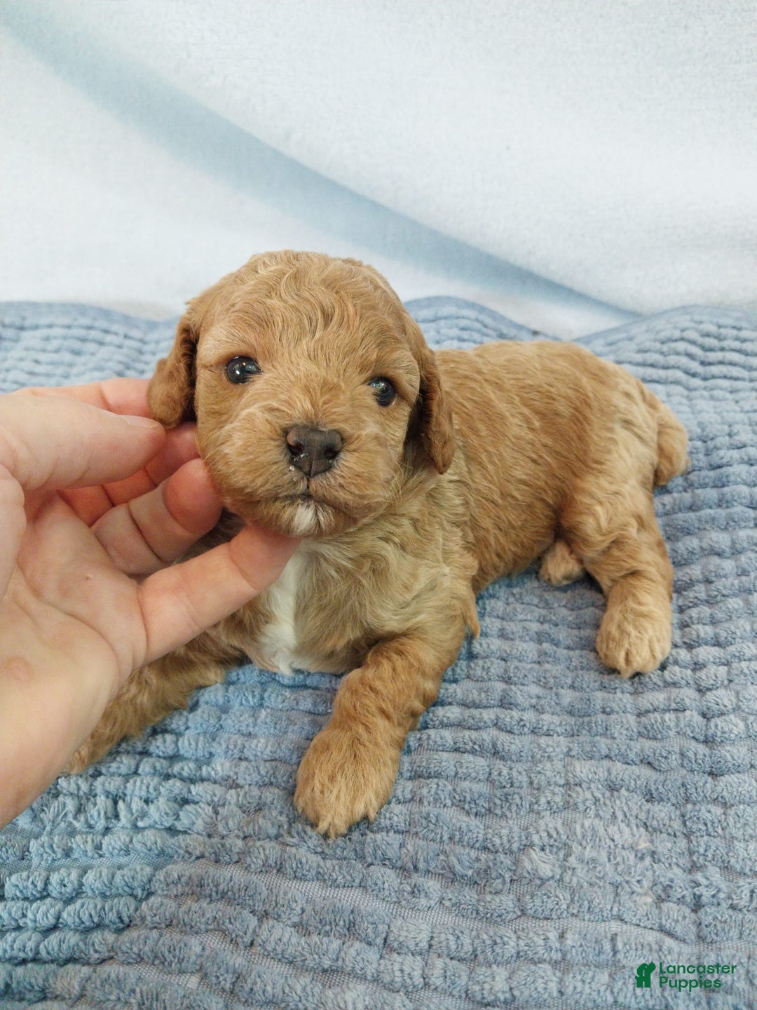 Toy Poodle dogs for sale: Kubby - Image 3