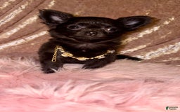Chihuahua dogs for sale: Tiny Long Coat Female - Image 2