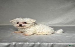Maltese dogs for sale: Timmy - Image 1