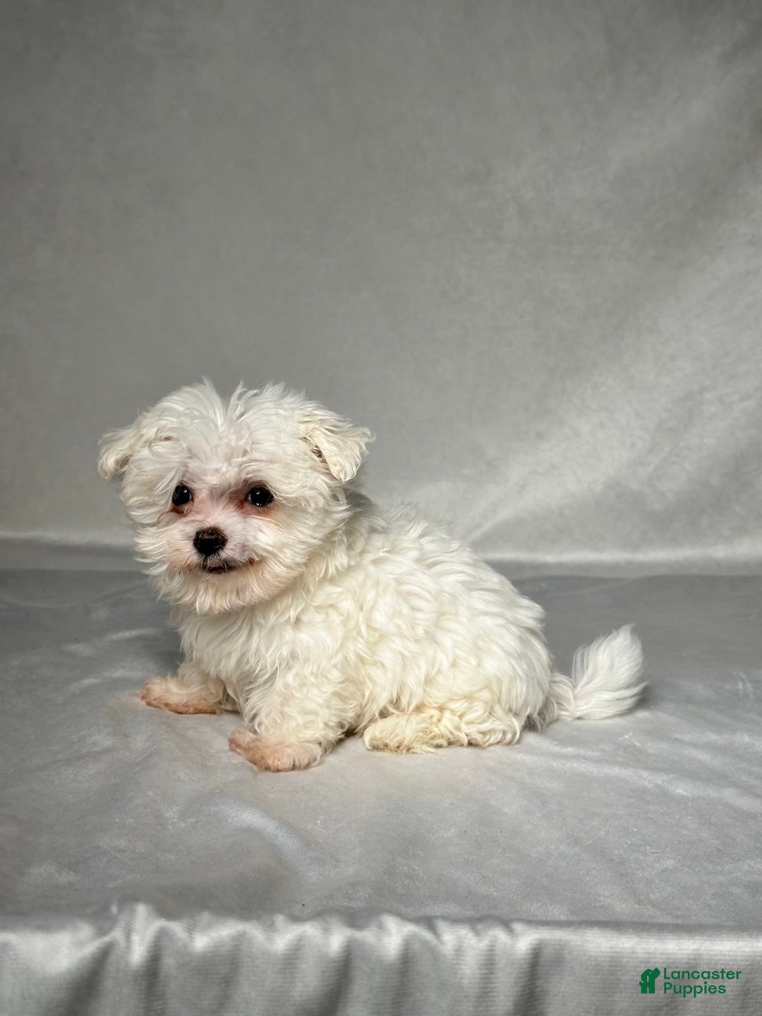 Maltese dogs for sale: Timmy - Image 1
