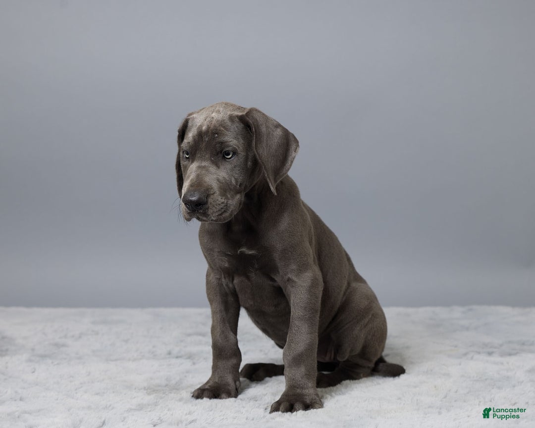 Great Dane dogs for sale: Trisha - Image 1