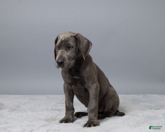 Great Dane dogs for sale - Ad 4