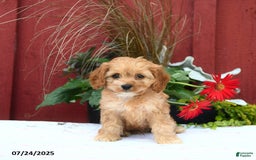 Cockapoo dogs for sale: Kenzo - Image 2