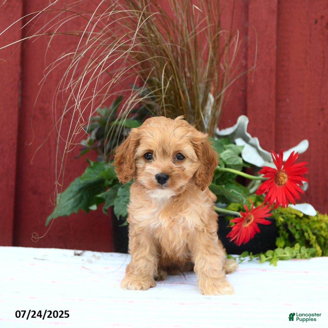 Cockapoo dogs for sale: Kenzo - Image 2