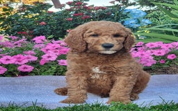 Goldendoodle dogs for sale: Roper - Image 1