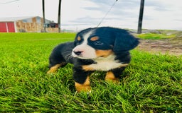 Bernese Mountain Dog dogs for sale: Bernese Mountain Dog 8 puppies - Image 3
