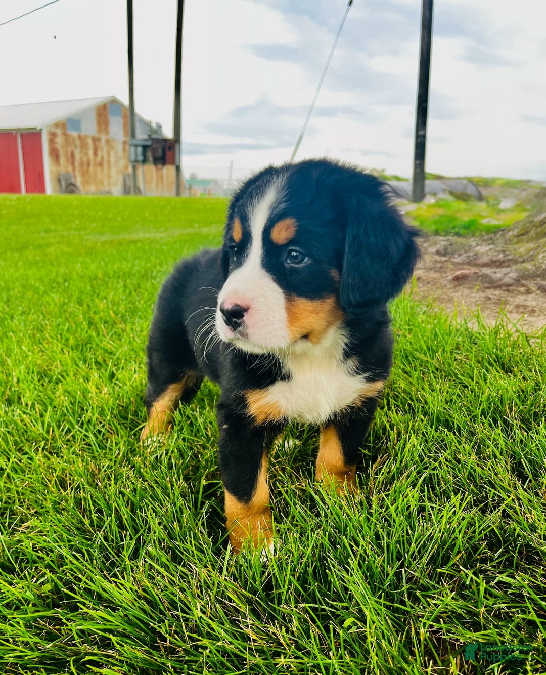 Bernese Mountain Dog dogs for sale: Bernese Mountain Dog 8 puppies - Image 3