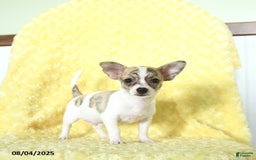 Chihuahua dogs for sale: Oreo - Image 1