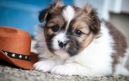 Papillon dogs for sale: Rome - Image 14