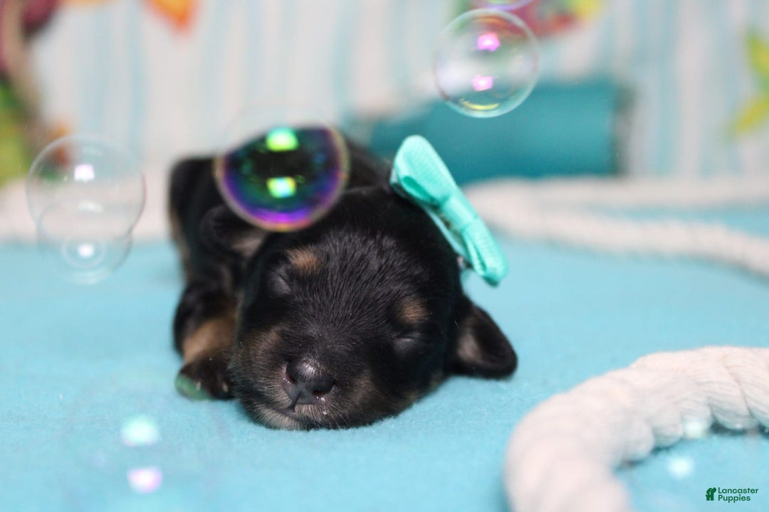 Mini Bernedoodle dogs for sale: Alice - Image 1