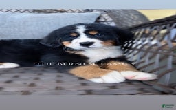 Bernese Mountain Dog dogs for sale: Female Thin Blaze - Image 6
