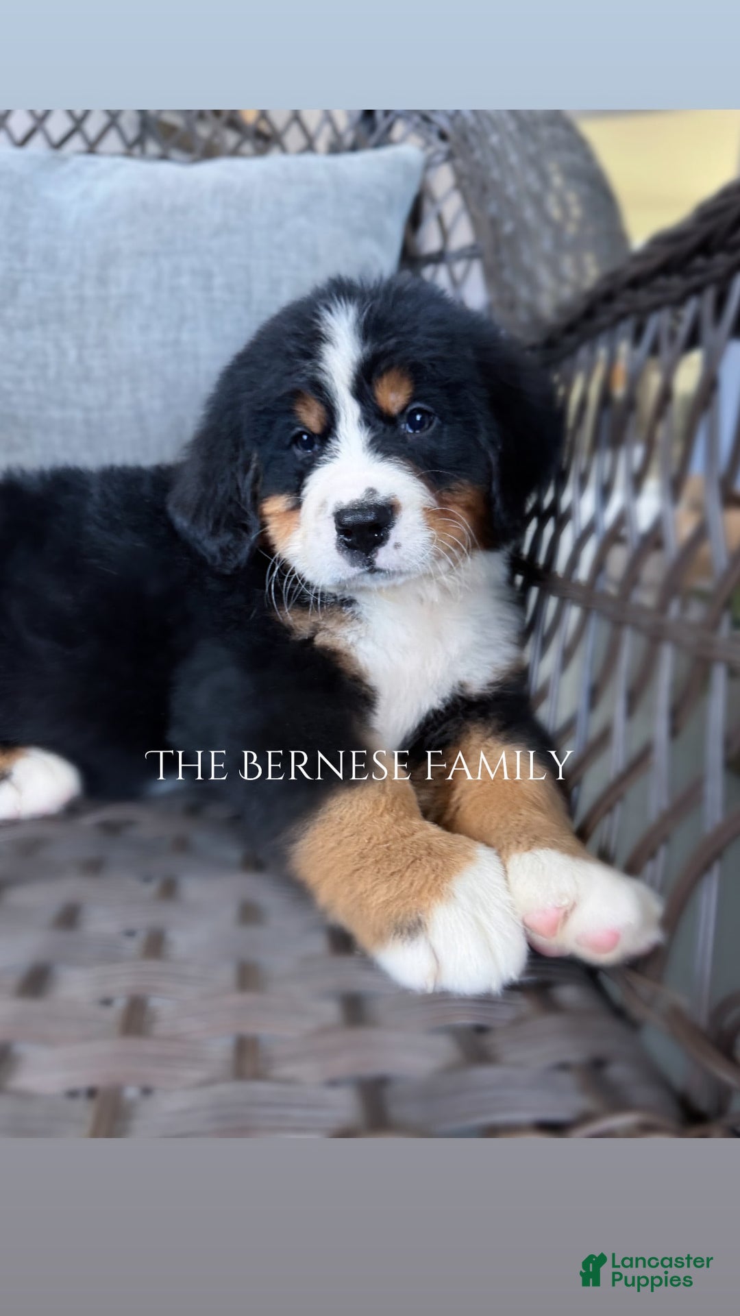 Bernese Mountain Dog dogs for sale: Female Thin Blaze - Image 6