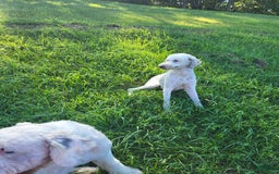 Old English Sheepdog dogs for sale: Aspen - Image 9