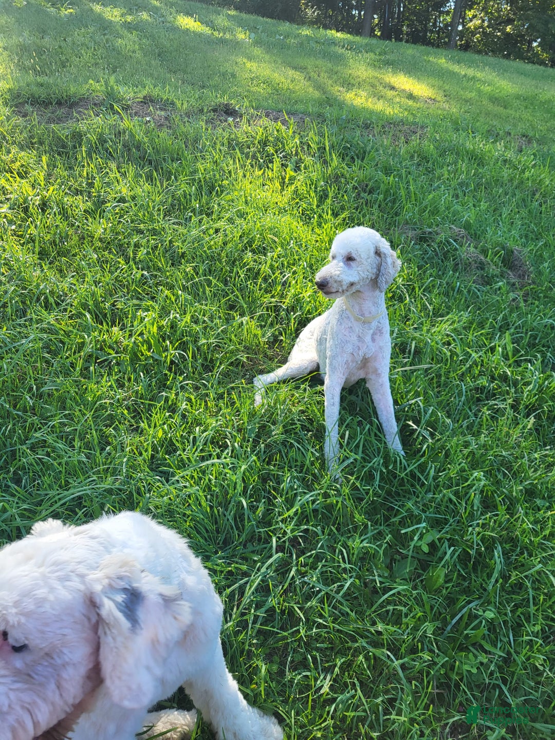 Old English Sheepdog dogs for sale: Aspen - Image 9