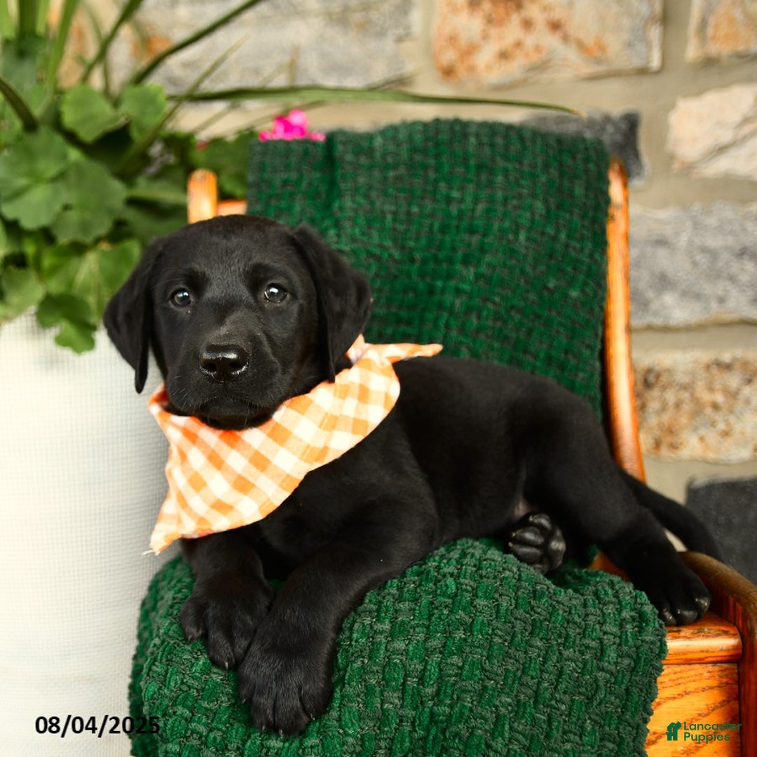 Labrador Retriever dogs for sale: Sundae - Image 5