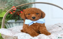Bichpoo dogs for sale: Montgomery - Image 2