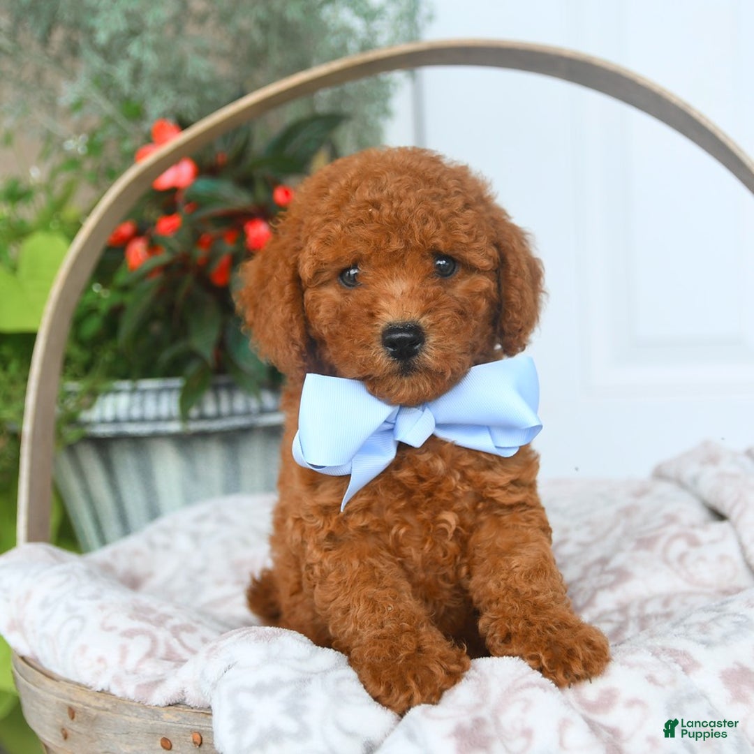 Bichpoo dogs for sale: Montgomery - Image 2