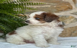 Mini Aussiedoodle dogs for sale: Romeo - Image 5