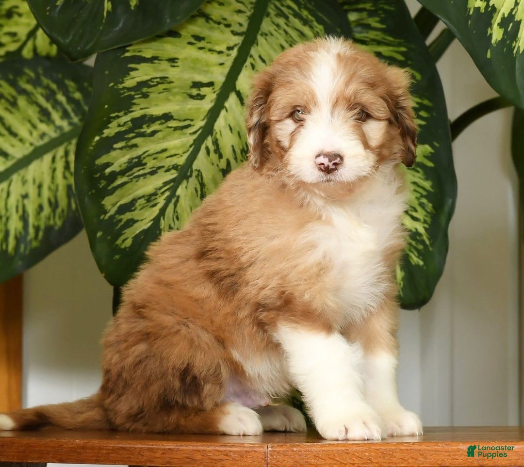 Aussiedoodle dogs for sale: Tommy - Image 12