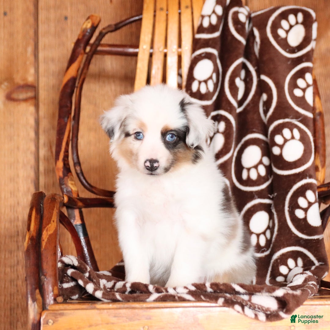 Miniature Australian Shepherd dogs for sale: Carrie - Image 1