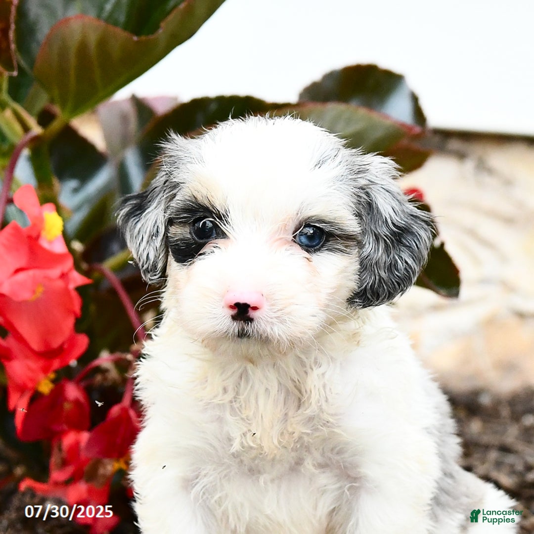 Mini Bernedoodle dogs for sale: Coconut - Image 5