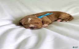 Mini Goldendoodle dogs for sale: Reef - Image 10
