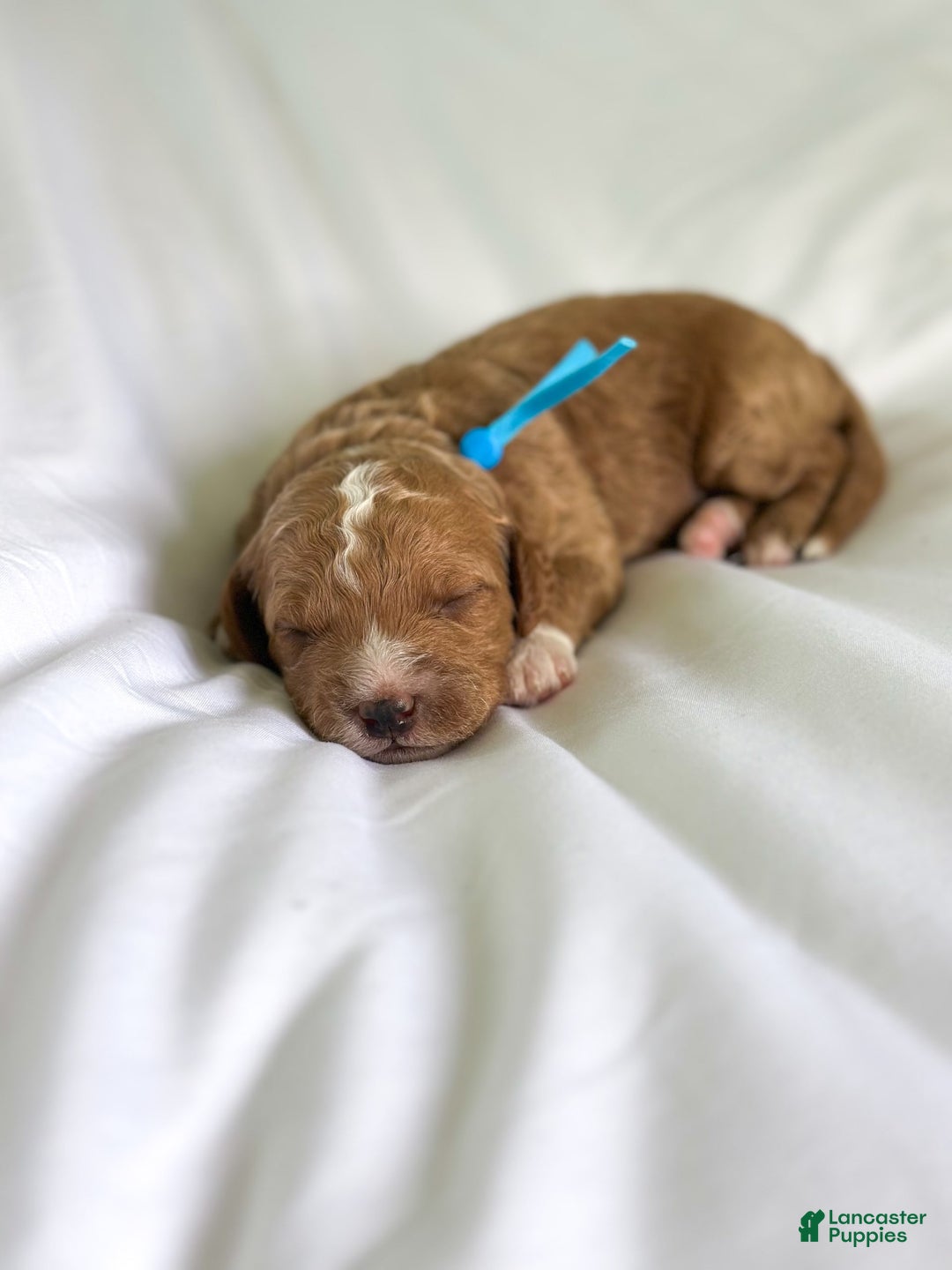 Mini Goldendoodle dogs for sale: Reef - Image 10
