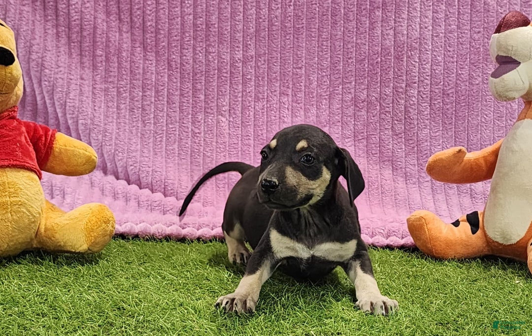 Catahoula Leopard Dog dogs for sale: Tess 2025 Female 1 - Image 2