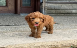 Goldendoodle dogs for sale: Paisley - Image 4