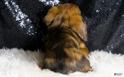 Miniature Dachshund dogs for sale: River - Image 7