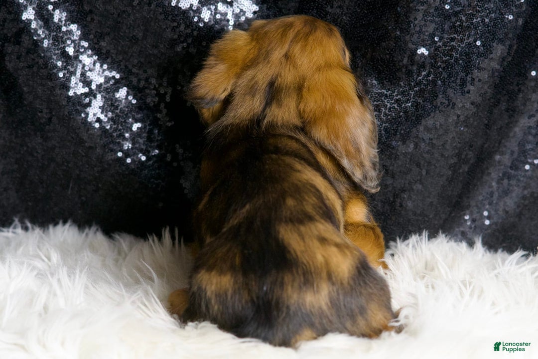 Miniature Dachshund dogs for sale: River - Image 7