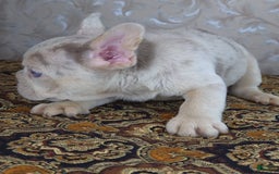 French Bulldog dogs for sale: Dong - Image 10