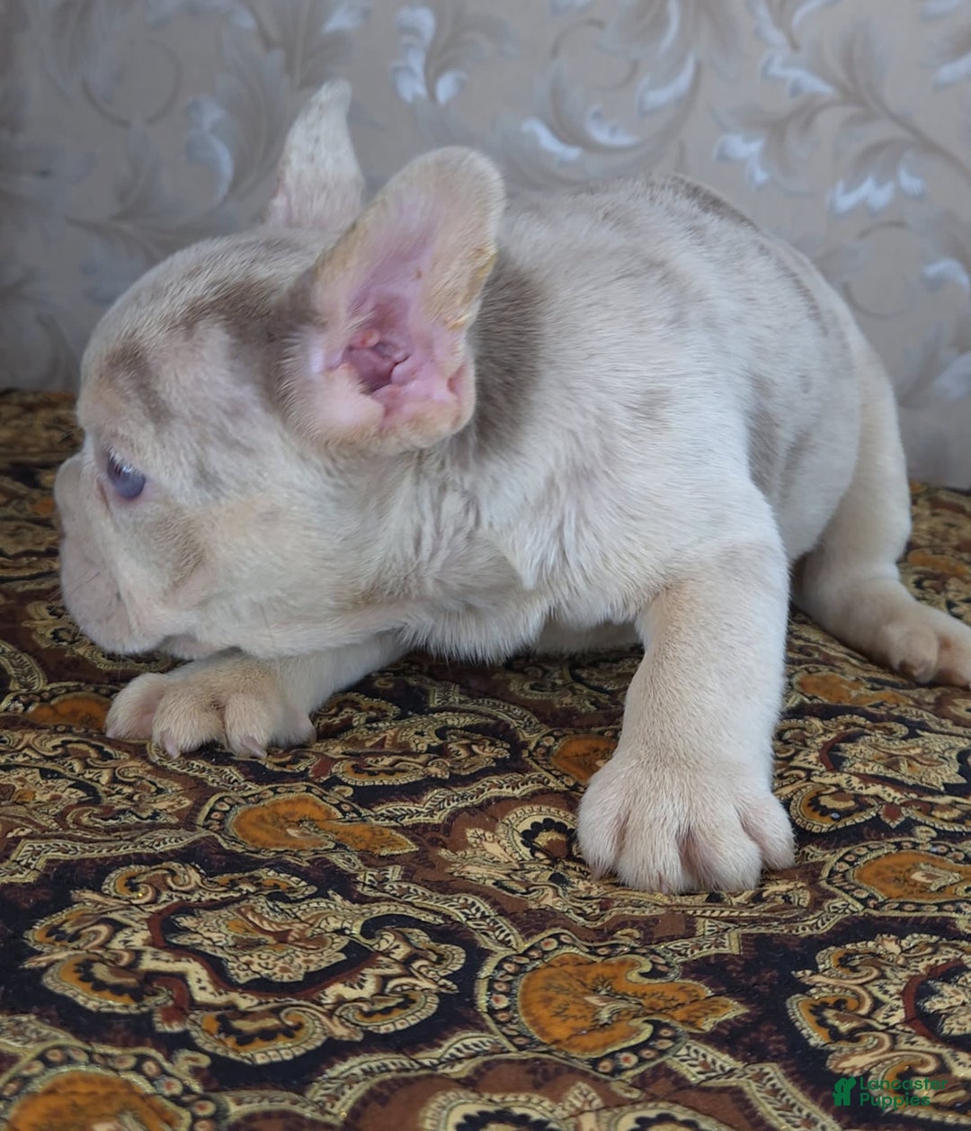French Bulldog dogs for sale: Dong - Image 10