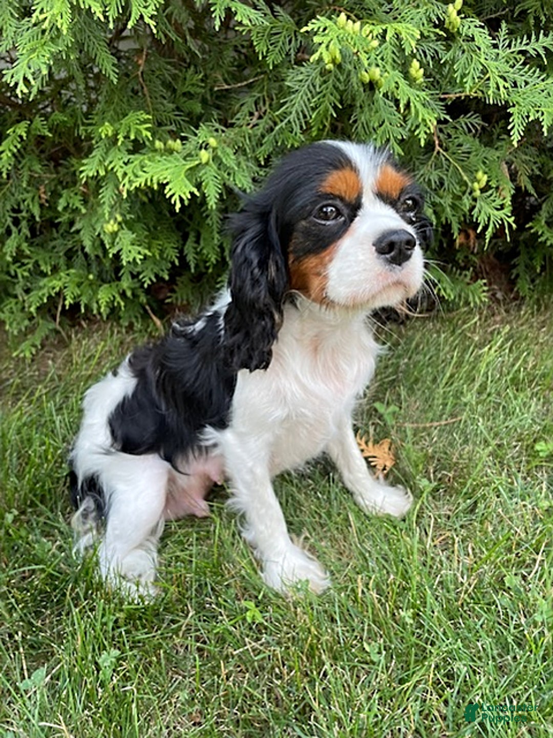 Cavapoo dogs for sale: Finn - Image 9