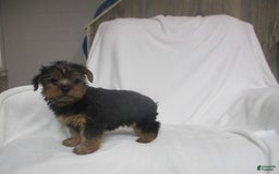 Yorkshire Terrier dogs for sale: Buddy - Image 1