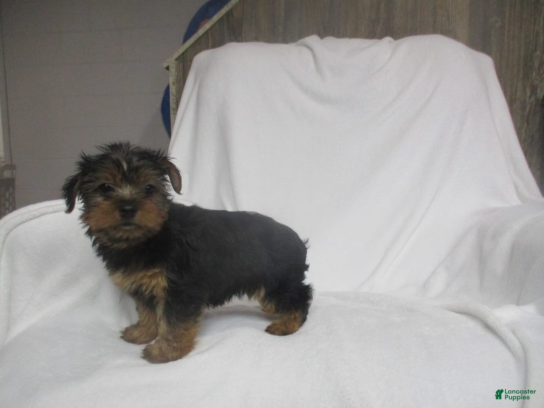 Yorkshire Terrier dogs for sale: Buddy - Image 1