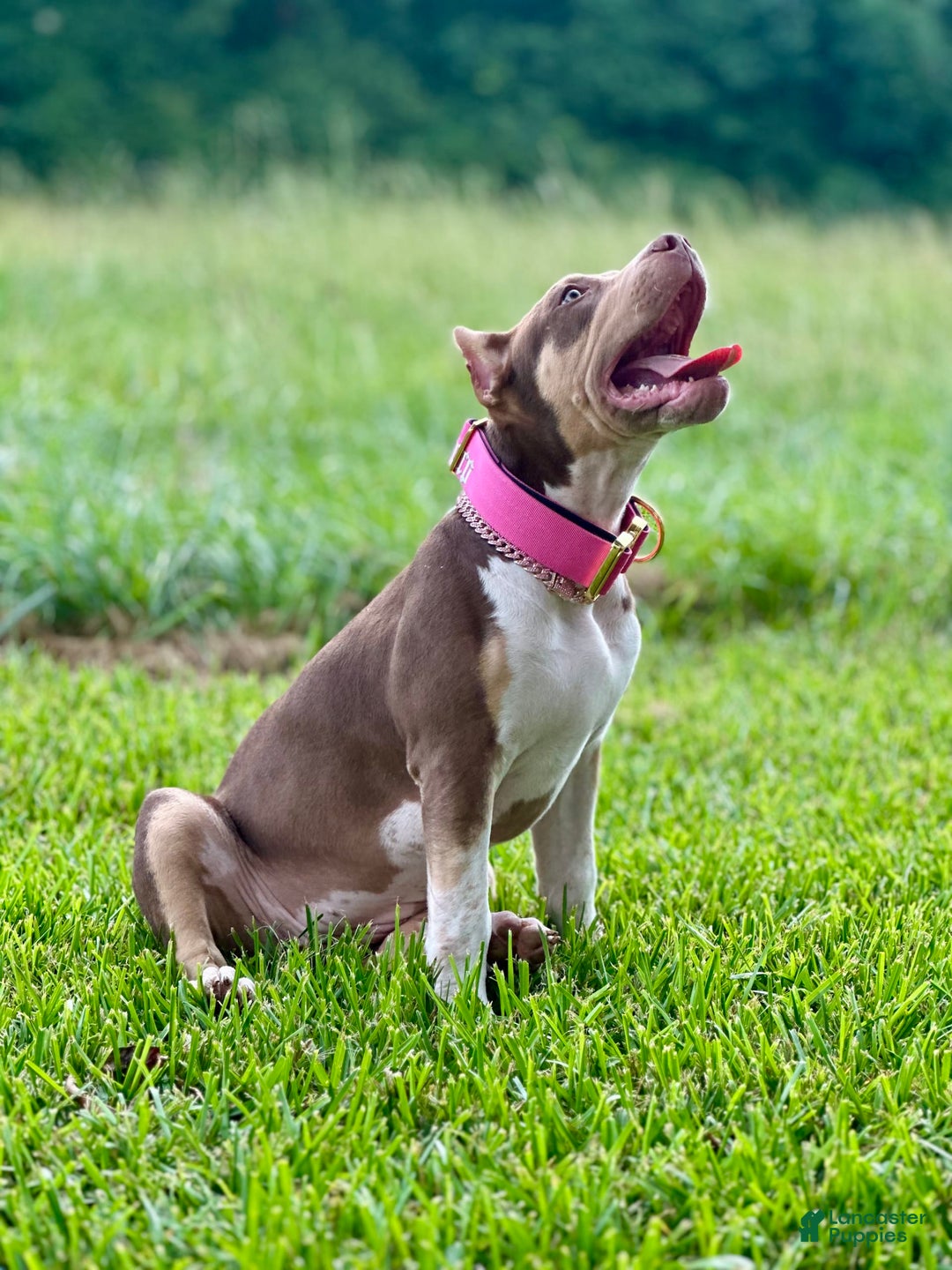 American Bully dogs for sale: Ms. Daisy - Image 9