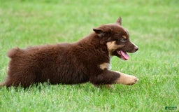 Australian Shepherd dogs for sale: Henry - Image 10