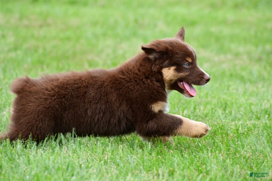 Australian Shepherd dogs for sale: Henry - Image 10