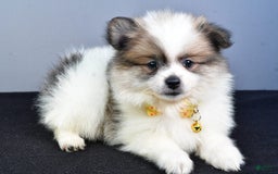 Pomeranian dogs for sale: Pomeranian 5 puppies - Image 24
